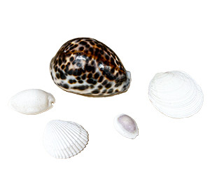 Authentic Indian Ocean Seashell Collection